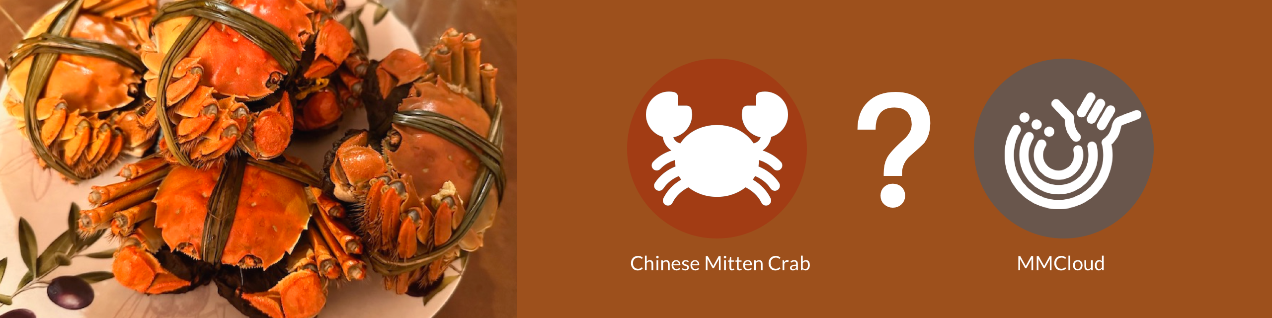 Chinese Mitten Crab - Culinary Delight, Scientific Puzzle